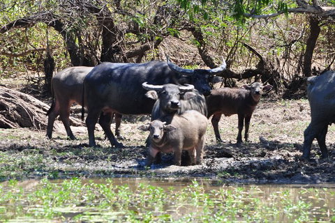 Jumping Crocodile Day Trip From Darwin - Whitsundays Accommodation 5