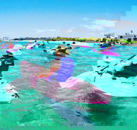 Half Day Dolphin Kayaking and Snorkeling Tour - Whitsundays Accommodation
