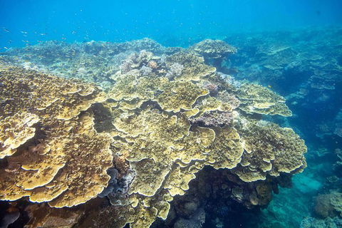 Scenic Helicopter Flight To Moore Reef And Return Snorkeling Cruise From Cairns - Whitsundays Accommodation 1