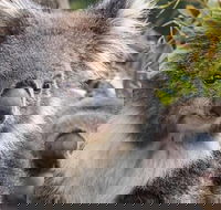 Kuranda Koala Gardens General Entry Ticket - Whitsundays Accommodation