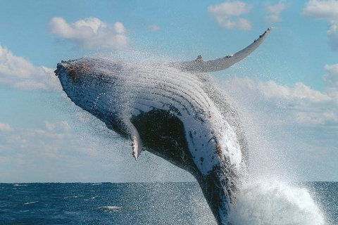 Great Barrier Reef Private Expedition Cruise (min 4 Day Max 8 Guests) - Whitsundays Accommodation 4