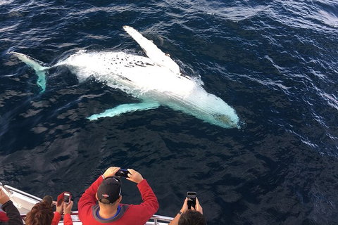 PRIVATE Whale Watching Tour - Up To 11 People In Your Group - Whitsundays Accommodation 1