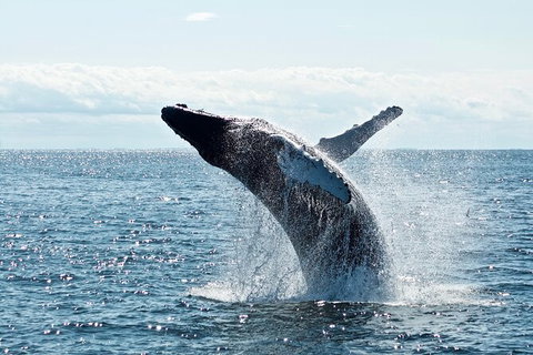 PRIVATE Whale Watching Tour - Up To 11 People In Your Group - Whitsundays Accommodation 0
