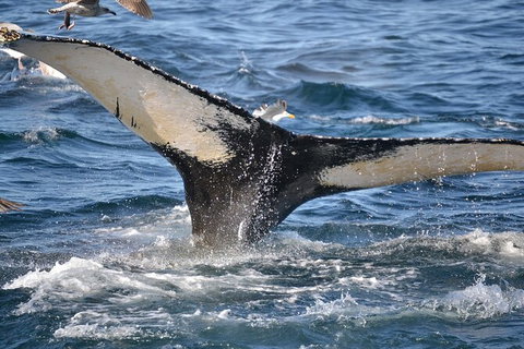 PRIVATE Whale Watching Tour - Up To 11 People In Your Group - Whitsundays Accommodation 2