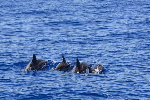 PRIVATE Whale Watching Tour - Up To 11 People In Your Group - Whitsundays Accommodation 3