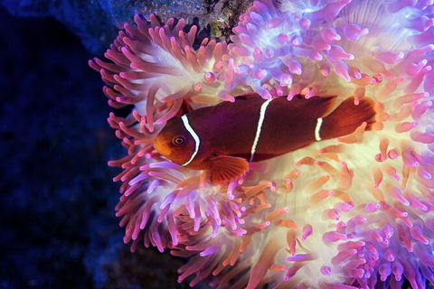 Cairns Aquarium By Twilight With 3 Course Dinner - Whitsundays Accommodation 6