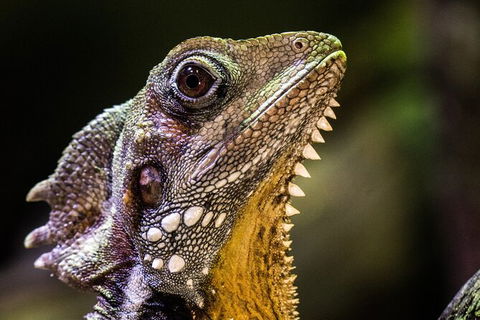 Cairns Aquarium By Twilight With 3 Course Dinner - Whitsundays Accommodation 5