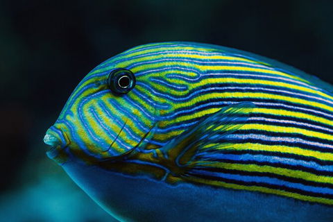 Cairns Aquarium By Twilight With 3 Course Dinner - Whitsundays Accommodation 4