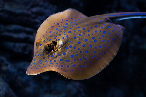 Cairns Aquarium By Twilight With 3 Course Dinner - Whitsundays Accommodation 2