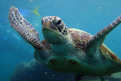 2 Night Whitsunday Islands Cruise On Atlantic Clipper From Airlie Beach - Whitsundays Accommodation 6