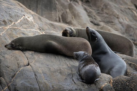 Kangaroo Island Ocean Safari - Snorkeling Safari - Whitsundays Accommodation 7