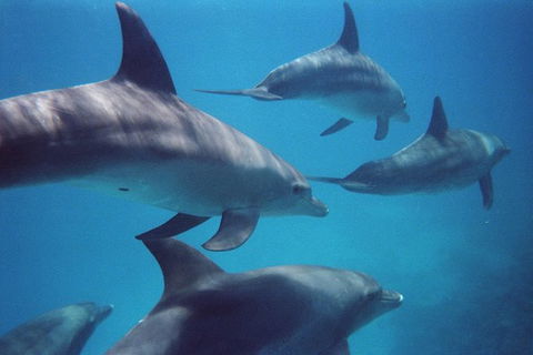 Kangaroo Island Ocean Safari - Snorkeling Safari - Whitsundays Accommodation 3