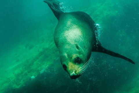 Kangaroo Island Ocean Safari - Snorkeling Safari - Whitsundays Accommodation 5