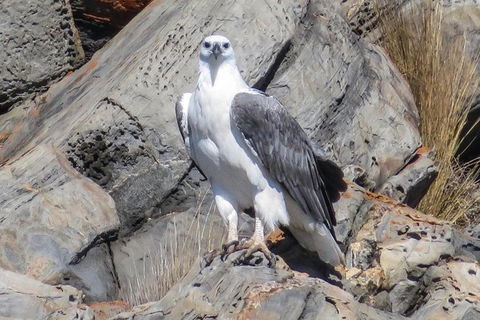 Kangaroo Island Ocean Safari - Snorkeling Safari - Whitsundays Accommodation 2