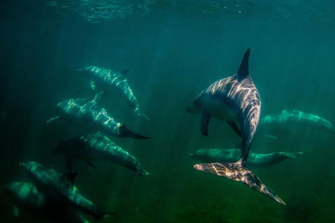 Kangaroo Island Ocean Safari - Snorkeling Safari - Whitsundays Accommodation 1