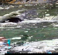 Kangaroo Island Ocean Safari - Snorkeling Safari - Whitsundays Accommodation