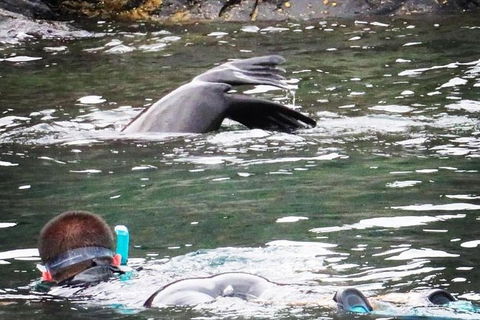 Kangaroo Island Ocean Safari - Snorkeling Safari - Whitsundays Accommodation 0