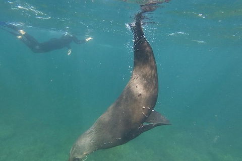 Kangaroo Island Ocean Safari - Snorkeling Safari - Whitsundays Accommodation 6