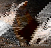 Small-Group Kangaroo Island 4WD Night Tour - Whitsundays Accommodation