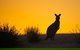 Kangaroo Island Luxury Small Group \'Flinders Chase Focus\' Full Day Tour - thumb 4