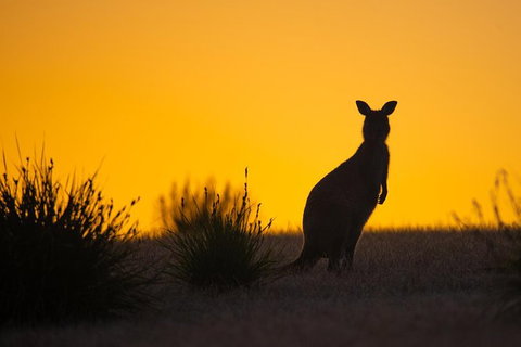 Kangaroo Island Luxury Small Group \'Flinders Chase Focus\' Full Day Tour - Whitsundays Accommodation 4
