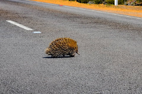 Kangaroo Island Luxury Small Group \'Flinders Chase Focus\' Full Day Tour - Whitsundays Accommodation 7