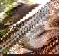 Kangaroo Island Luxury Small Group 'Island Life' Full Day Tour - Whitsundays Accommodation