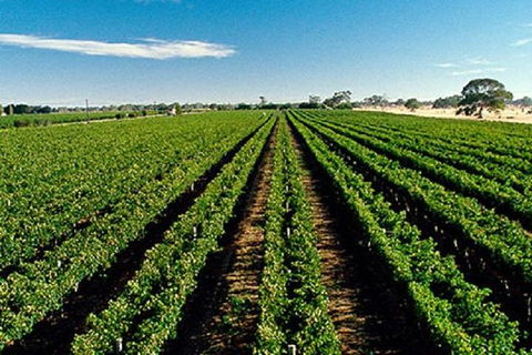 Adelaide Hills Wine Tour - Whitsundays Accommodation 1