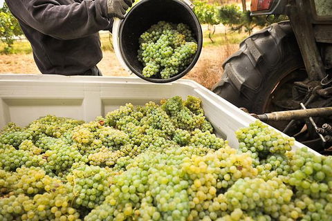 Adelaide Hills Wineries & Hahndorf - Whitsundays Accommodation 0