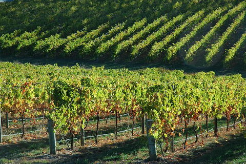 Adelaide Hills Wineries & Hahndorf - Whitsundays Accommodation 10