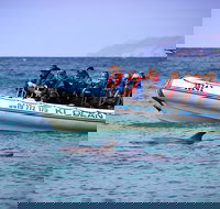 Kangaroo Island 75-Minute Ocean Safari - Whitsundays Accommodation