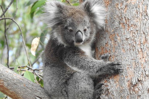 Adelaide Hills Private Day Tour - Whitsundays Accommodation 3
