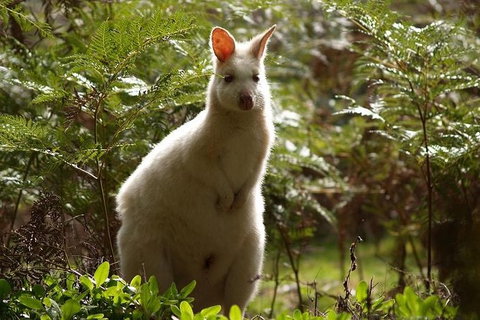 Bruny Island Day Tour, Includes Lunch And Exclusive Lighthouse Tour - Whitsundays Accommodation 7