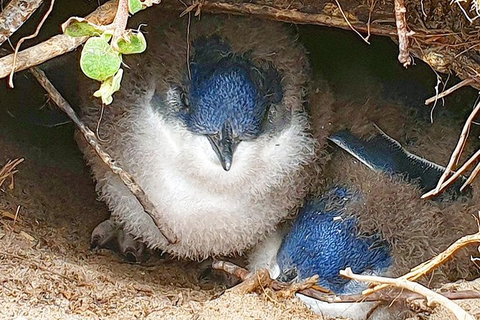 Bruny Island Day Tour, Includes Lunch And Exclusive Lighthouse Tour - Whitsundays Accommodation 1