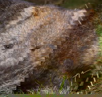 Cradle Mountain Wildlife Spotting after Dark - Whitsundays Accommodation