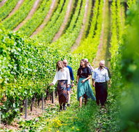 Tasmanian Wine Tour - Whitsundays Accommodation