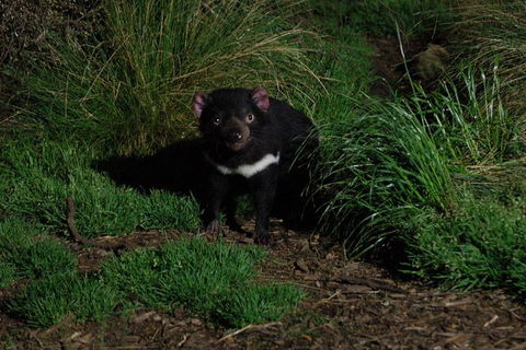 After Dark Tasmanian Devil Feeding Tour At Cradle Mountain - Whitsundays Accommodation 1