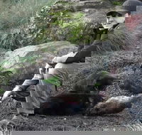 After Dark Tasmanian Devil Feeding Tour at Cradle Mountain - Whitsundays Accommodation