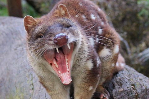 After Dark Tasmanian Devil Feeding Tour At Cradle Mountain - Whitsundays Accommodation 4