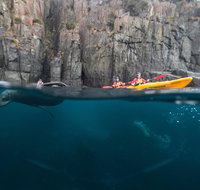 Tasman Peninsula full day kayaking tour - Whitsundays Accommodation