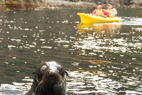 Tasman Peninsula Full Day Kayaking Tour - Whitsundays Accommodation 1