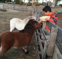 Feed/play with animals and Kayak during hobby farm tour - Whitsundays Accommodation