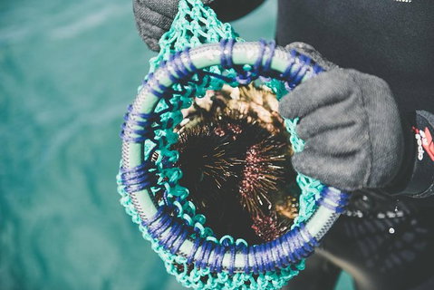 Deep-to-Dish: Tasmanian Seafood Experience - Morning Tour - Whitsundays Accommodation 6