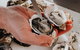 Deep-to-Dish: Tasmanian Seafood Experience - Morning Tour - thumb 5