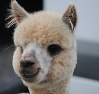 Alpaca Farm Tours with Toffeemont - Whitsundays Accommodation