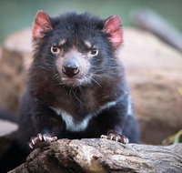 Cruise Ship Special from Hobart Richmond and Bonorong Wildlife Park Shuttle - Whitsundays Accommodation