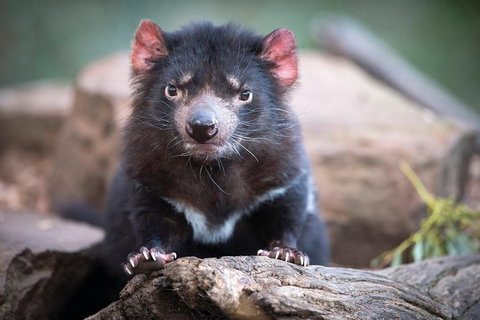 Cruise Ship Special From Hobart: Richmond And Bonorong Wildlife Park Shuttle - Whitsundays Accommodation 0