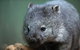 Cruise Ship Special From Hobart: Richmond And Bonorong Wildlife Park Shuttle - thumb 2