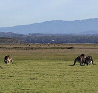 Spend a day in one of Tasmania's best wildlife National Park's - Whitsundays Accommodation