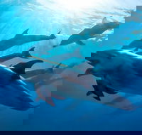 3 hour Dolphin and Seal Swim NOV-APR - Whitsundays Accommodation